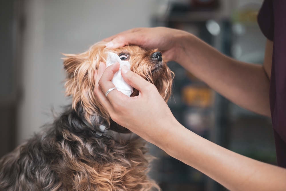 A person gently wiping a small dog’s eye with a tissue while holding its head.