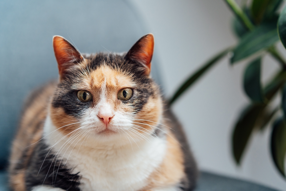 A close-up, front-facing portrait of a calico cat sitting calmly indoors.