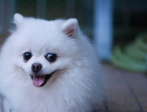 Understanding Anisocoria: Unequal Pupil Size in Pets