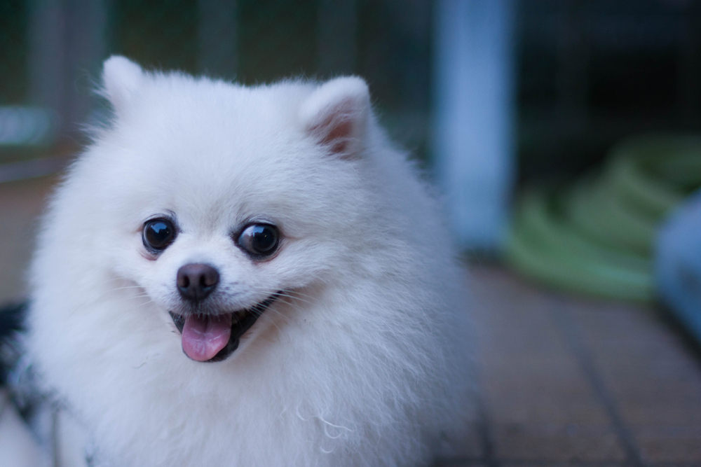 A close-up shot of a fluffy white Pomeranian dog smiling with its tongue out.