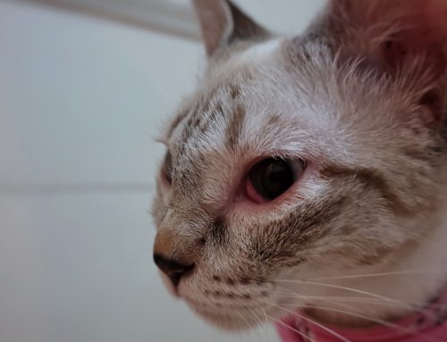 Entropion/Ectropion: Surgical Correction and Outcomes