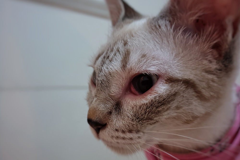 Close-up of a cat with a red, irritated eye