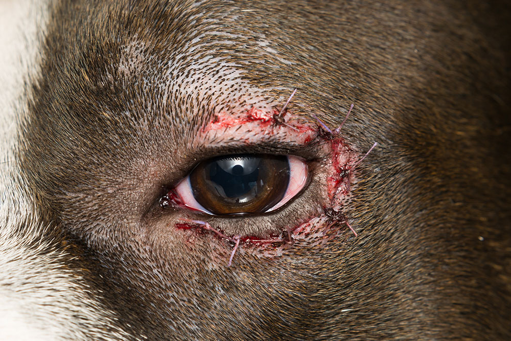 Close-up of a dog’s eye with surgical stitches after an injury