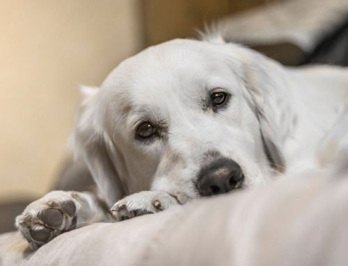 Pediatric Ophthalmology: Eye Development in Puppies and Kittens