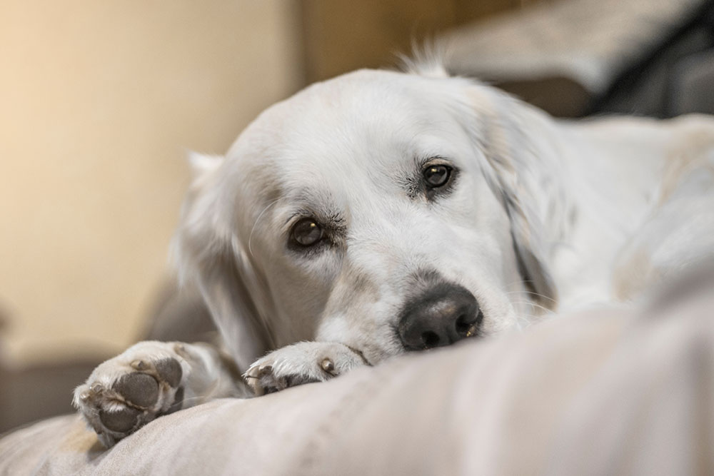 A white dog lying on a soft surface indoors, resting its head on its paws and looking calmly toward the camera.