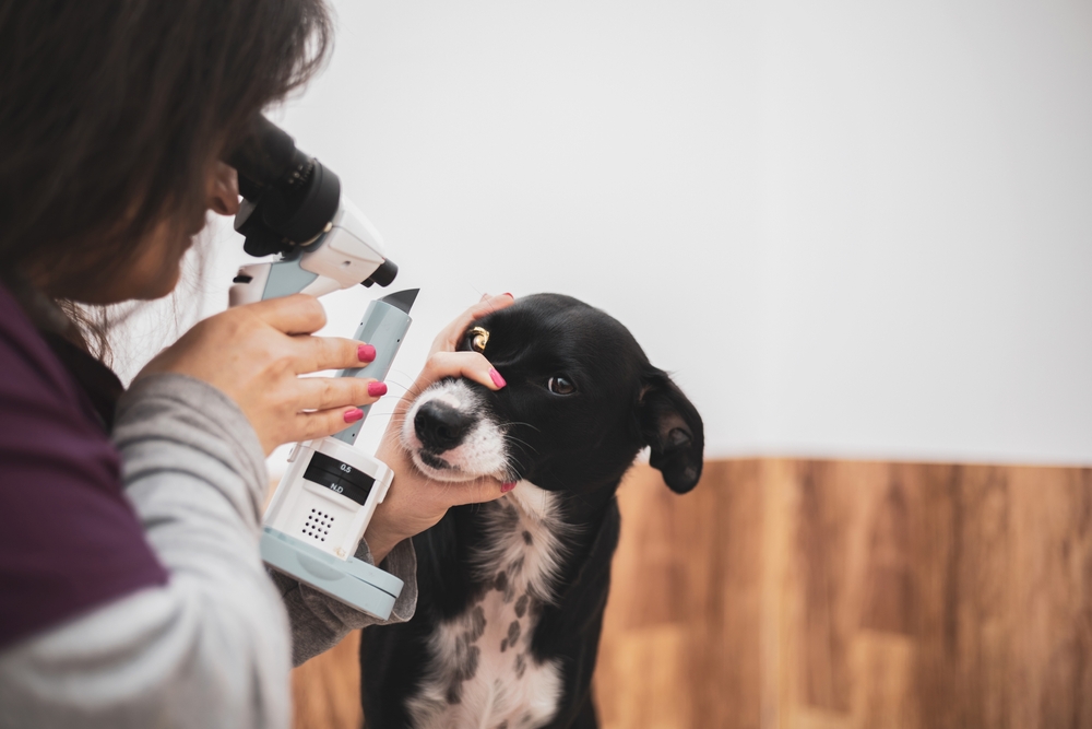 Veterinary ophthalmologist examining a dog's eye during a specialized eye procedure to diagnose and treat ocular conditions.