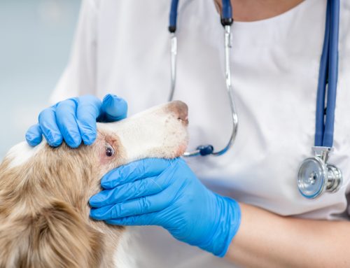 Is My Senior Dog’s Vision Getting Worse? What to Watch For