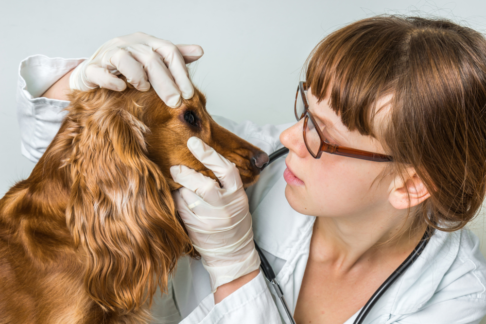 Veterinarian checking a dog's eyes during a veterinary eye examination.