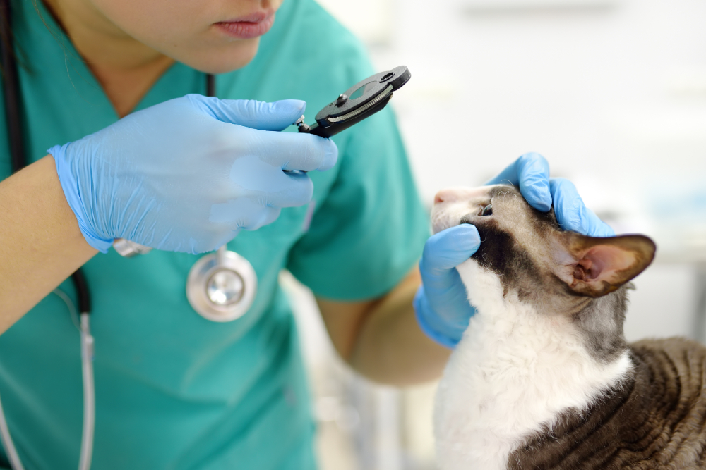 Veterinarian examining a cat's eyes during a routine eye health examination.