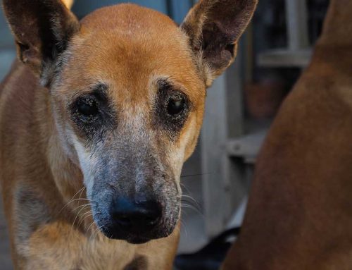 Is My Dog’s Sudden Blindness SARDS or Something Treatable?