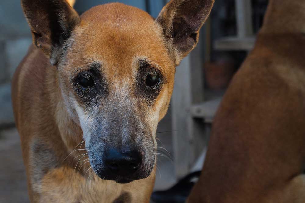 Brown dog with short fur and gray muzzle facing the camera, highlighting age and facial details, with another dog partially visible in the background outdoors.