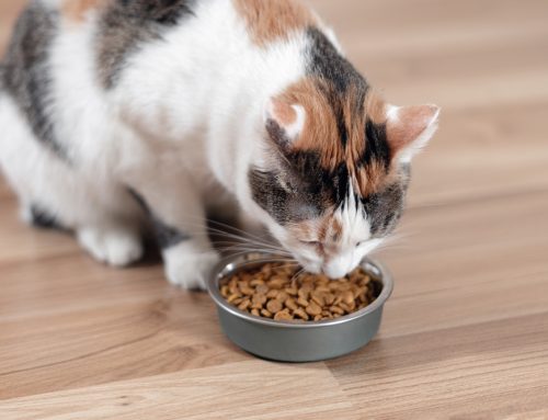 Can Diet and Supplements Actually Protect Your Pet’s Eyes?