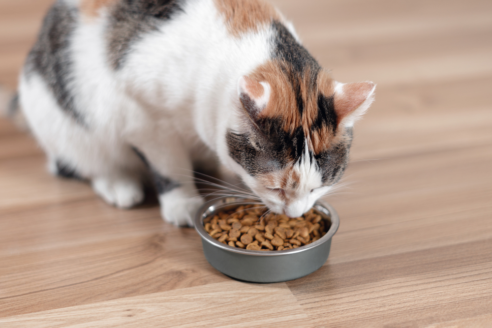 Cat eating dry food from a bowl as part of a healthy daily diet.